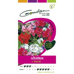 Gondian - Géranium varié
