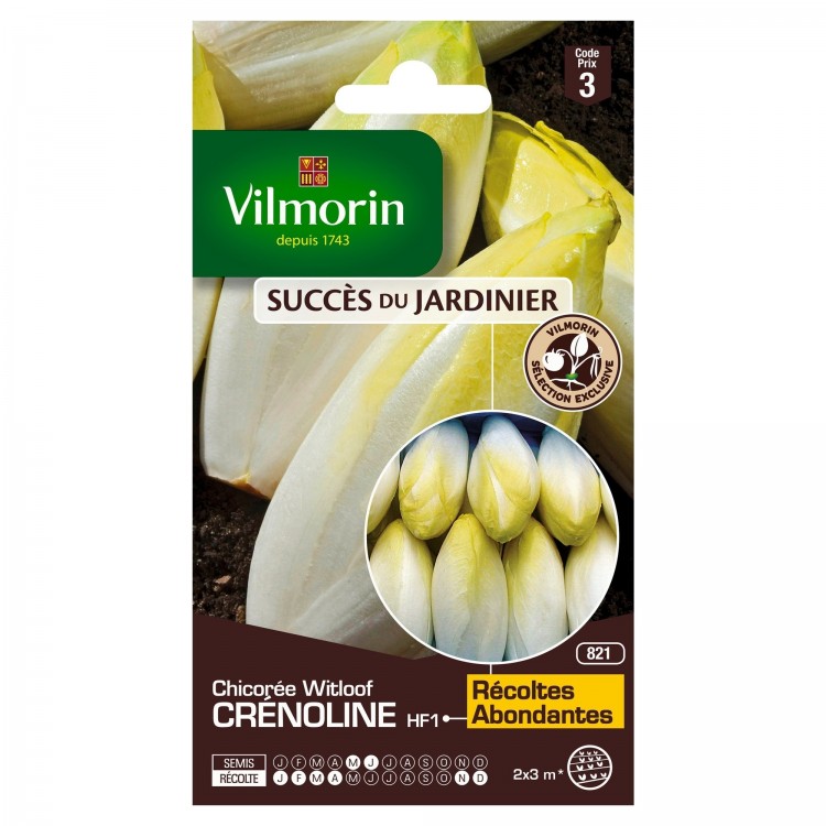 Vilmorin - Chicorée Witloof (Endive) Crénoline HF1 (création Vilmorin