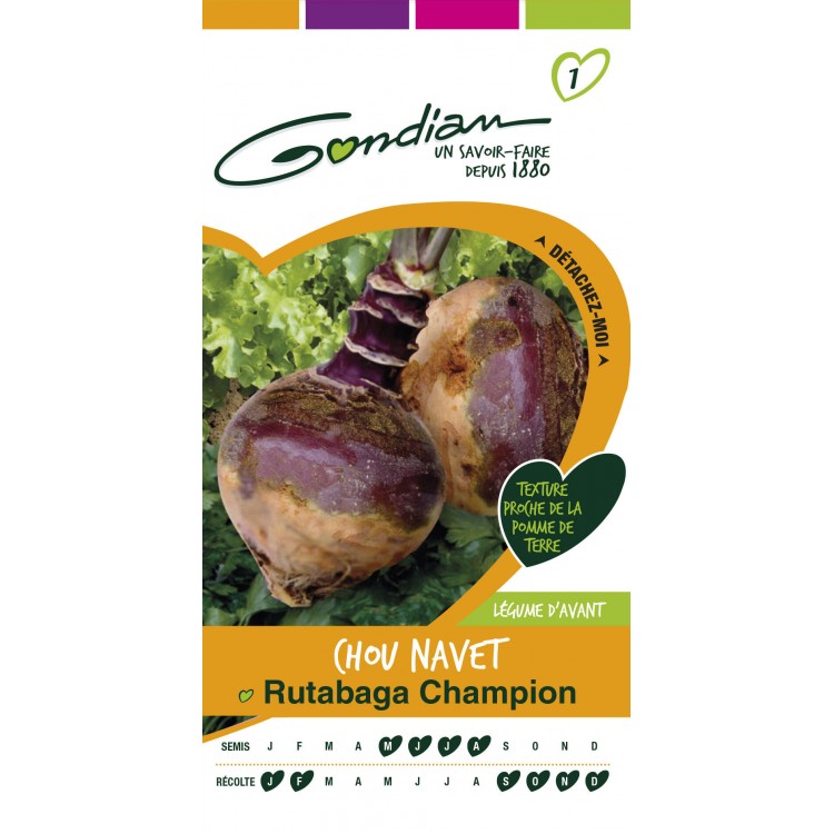 Gondian - Chou Navet Rutabaga Champion