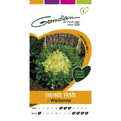 Gondian - Chocorée Frisée Wallonne