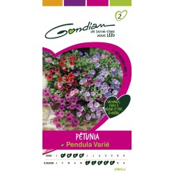 Gondian - Pétunia Pendula varié