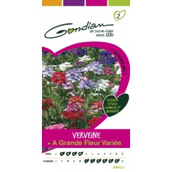 Gondian - Verveine A Grande Fleur  variée