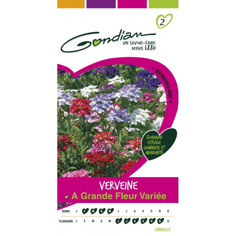 Gondian - Verveine A Grande Fleur  variée