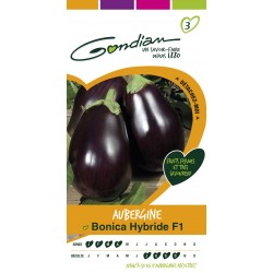 Gondian - Aubergine Bonica Hybride F1