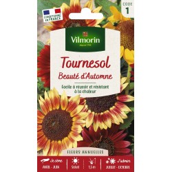 Tournesol BeautÃ© d'Automne Vilmorin