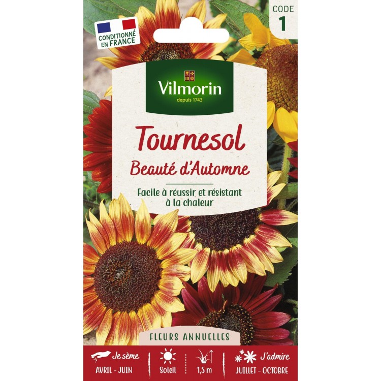 Tournesol BeautÃ© d'Automne Vilmorin