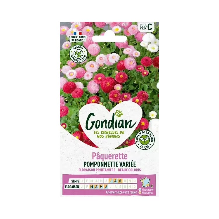 PÃ¢querette pomponnette VariÃ©e - GONDIAN